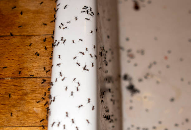 Best Best Pest Control Companies  in Okemos, MI