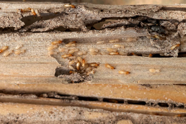 Reliable Okemos, MI Pest Control Solutions